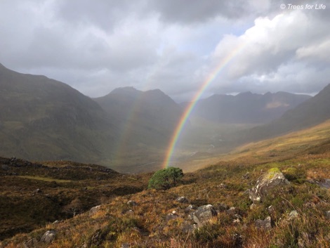 A 'lost' native pinewood of wild Scots pines